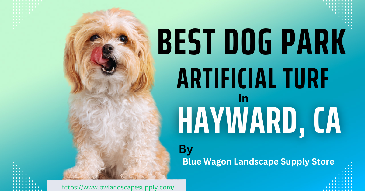 Take Your Dog’s Playtime to the Next Level with the Best Dog Park Turf Hayward CA!